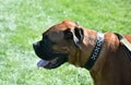 Side View of an English Mastiff Dog on a Leash Royalty Free Stock Photo