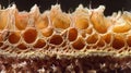 In this side view of a euglenoid the thickened cell membrane can be seen forming distinct ridges along the length of the