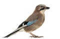 Side view of a Eurasian Jay, Garrulus glandarius, isolated Royalty Free Stock Photo