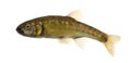 Side view of an Eurasian minnow Royalty Free Stock Photo