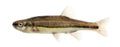 Side view of an Eurasian minnow, Phoxinus phoxinus Royalty Free Stock Photo