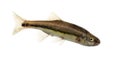 Side view of an Eurasian minnow, Phoxinus phoxinus Royalty Free Stock Photo