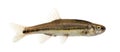 Side view of an Eurasian minnow, Phoxinus phoxinus