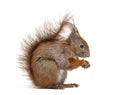 Side view of a Eurasian red squirrel looking at the camera, sciurus vulgaris, one year old, isolated on white