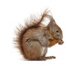 Side view of a Eurasian red squirrel looking at the camera, sciurus vulgaris, one year old, isolated on white