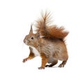 Side view of a Eurasian red squirrel looking at the camera, sciurus vulgaris, one year old, isolated on white