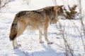 Side view of Eurasian wolf standing on snow Royalty Free Stock Photo
