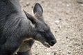 This is a close up of a euro or wallaroo Royalty Free Stock Photo