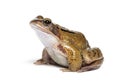 Side view of an european common frog, Rana temporaria, Isolated on white Royalty Free Stock Photo