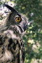 One European Eagle Owl Bubo bubo staring in the wilderness during the day. Close up. Side view Royalty Free Stock Photo