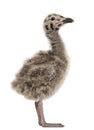 Side view of an European Herring Gull chick Royalty Free Stock Photo