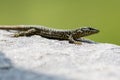 Side view european wall lizard podarcis muralis on granite stone Royalty Free Stock Photo