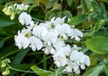 Side view of everlasting sweet pea