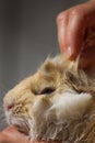 Side view of the face of four months old long hair peruvian guinea pig being combed.