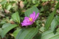 Side view of a facing upward purple Malabar melastome flower