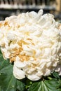 side view faded chrysanthemum flower core with several petals in the outdoor vertical composition