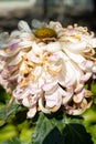 side view faded chrysanthemum flower core with several petals in the outdoor vertical composition