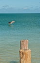 Brown pelican landing in tropical water