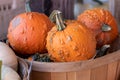 Side View of Farmers Market Basket full of orange bumpy pumpkins