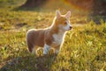 Side view of fascinating little young brown white dog welsh pembroke corgi stand on green juicy grass, watching in park. Royalty Free Stock Photo