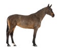 Side view of a Female Belgian Warmblood, BWP, 4 years old, with mane braided with buttons