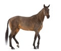 Side view of a Female Belgian Warmblood, BWP, 4 years old, with mane braided with buttons