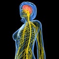 Side view FeMale brain anatomy with nervous system