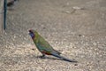 This is a side view of a female crimson rosella