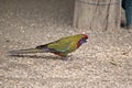 This is a side view of a female crimson rosella