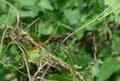 Side view of a female Crimson tailed marsh hawk dragonfly sitting on a vine stem