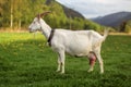 Side view - female domesticated goat on meadow with dandelions