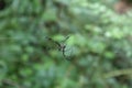Side View Of A Female Giant Golden Orb Weaver Spider Walking On The Spider Web