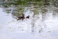 Side view of female wood duck floating in a shallow lake with duckling Royalty Free Stock Photo