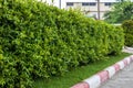 Side view of a fence wall with fresh green shrubs growing on the roadside Royalty Free Stock Photo