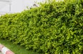 Side view of a fence wall with fresh green shrubs growing on the roadside Royalty Free Stock Photo