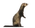 Side view of a Ferret standing on hind legs, isolated