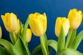 Side view of five small vivid yellow tulip flowers and green leaves on a dark blue studio paper, beautiful indoor floral backgroun Royalty Free Stock Photo