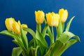 Side view of five small vivid yellow tulip flowers and green leaves on a dark blue studio paper, beautiful indoor floral backgroun Royalty Free Stock Photo