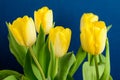 Side view of five small vivid yellow tulip flowers and green leaves on a dark blue studio paper, beautiful indoor floral backgroun Royalty Free Stock Photo