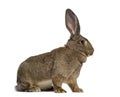 Side view of a Flemish Giant rabbit Royalty Free Stock Photo