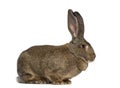 Side view of a Flemish Giant rabbit Royalty Free Stock Photo