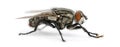 Side view of a Flesh fly, Sarcophagidae, isolated Royalty Free Stock Photo