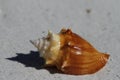 Side view of a Florida fighting conch, Strombus alatus, found on a beach