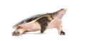 Side view of a Florida softshell turtle walking away, Apalone ferox, isolated on white