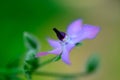 Side view of a flower of borage