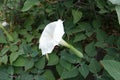 Side view of flower of Datura innoxia Royalty Free Stock Photo