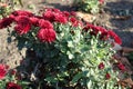 Side view of flowering bush of red Chrysanthemum Royalty Free Stock Photo