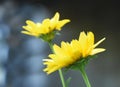 Side View of a Flowering Yellow False Sunflower