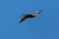 Side view flying red kite milvus milvus raptor bird, blue sky Royalty Free Stock Photo