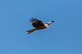 Side view flying red kite milvus milvus bird, blue sky Royalty Free Stock Photo